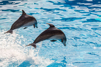 Dolphins swimming in sea