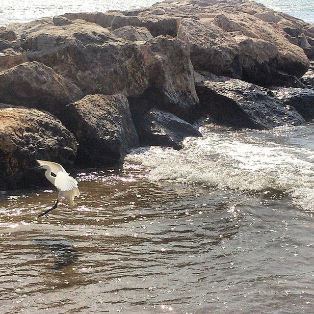 water, rock - object, sea, bird, nature, rock formation, animal themes, high angle view, beauty in nature, rock, beach, wildlife, outdoors, day, sunlight, shore, tranquility, animals in the wild, waterfront, rippled