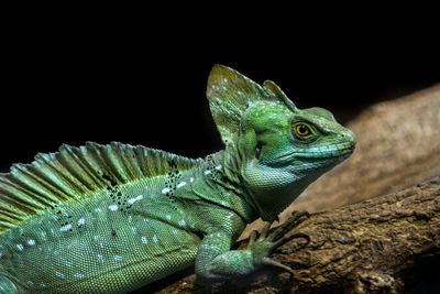 Close-up of a lizard