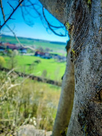 Close-up of lichen on tree trunk