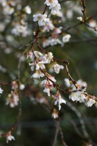 Close-up of cherry blossoms in spring