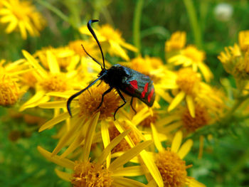 Close-up of bee on yellow flower