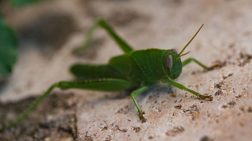 Close-up of grasshopper on ground