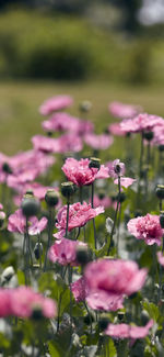 Close-up of white flowering plants on field