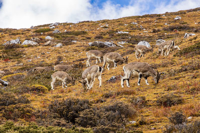 View of sheep on field against sky