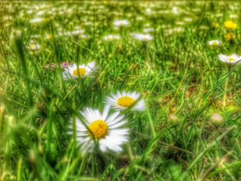 Close-up of white flowers blooming in field