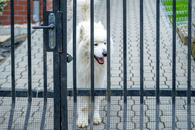 View of dog seen through metal fence