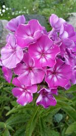 Close-up of purple flowers blooming outdoors