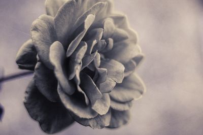 Close up of plant against blurred background