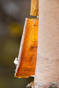 High angle view of a bird on wood