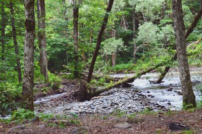 Stream flowing through forest