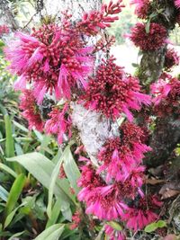 Low angle view of pink flowers on tree