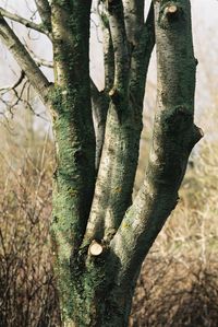 Close-up of tree trunk in forest