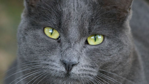 Close-up portrait of a cat