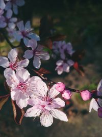 Close-up of pink cherry blossoms in spring