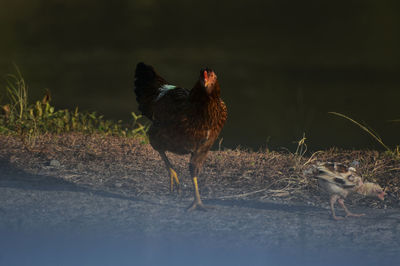 Two birds on the land