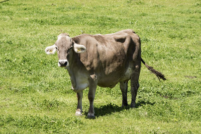 Cows on field