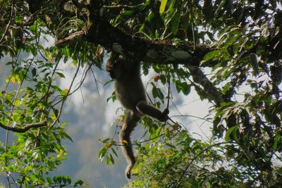Javan gibbon is an endemic species in java. status of this species is endangered