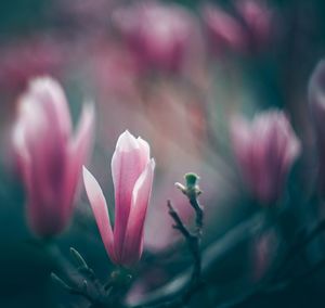 Close-up of pink flowering plant