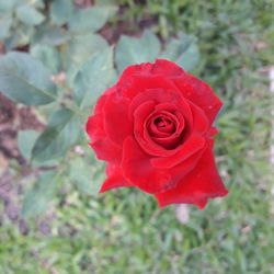 Close-up of red rose