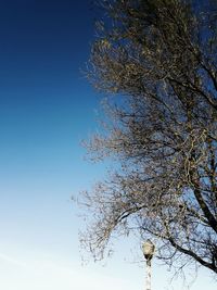 Close-up of tree against clear sky