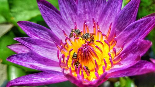 Close-up of purple flower blooming outdoors