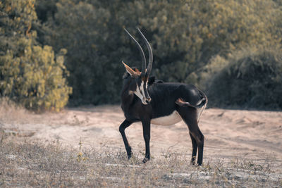 Deer standing on field