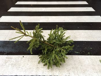 Christmas tree on street crosswalk