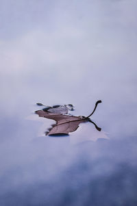 Close-up of bird flying against the sky