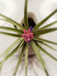 Macro shot of pink flower