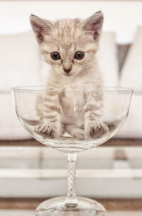Close-up portrait of cat on table
