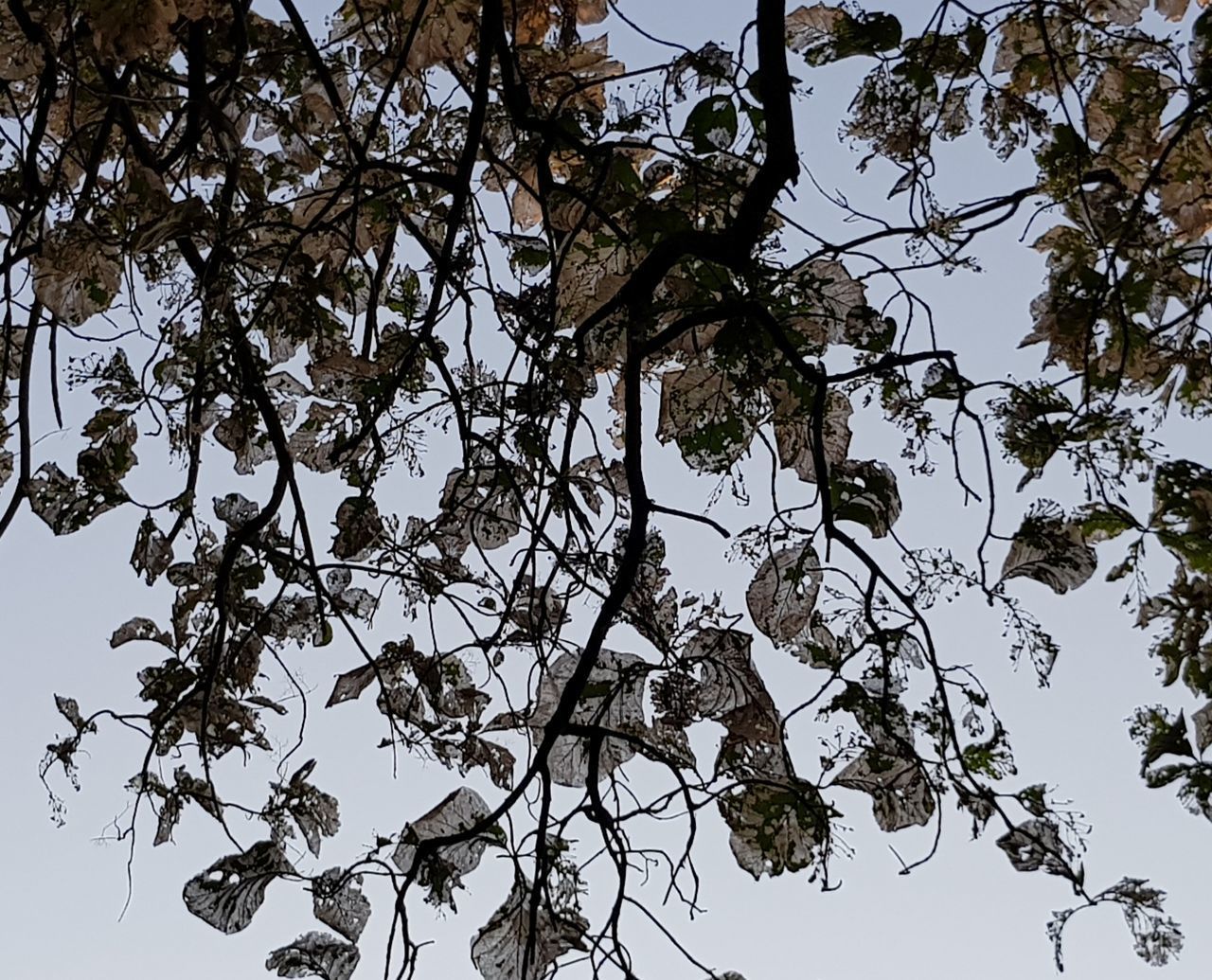 LOW ANGLE VIEW OF TREE AGAINST SKY