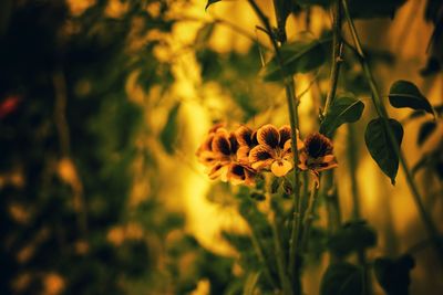 Close-up of bee on yellow flower