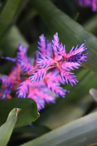 Close-up of purple flowers blooming outdoors