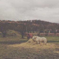 Sheep grazing on field