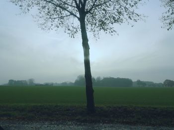 Tree on field against sky