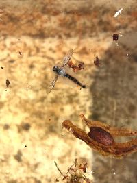 High angle view of insect on water