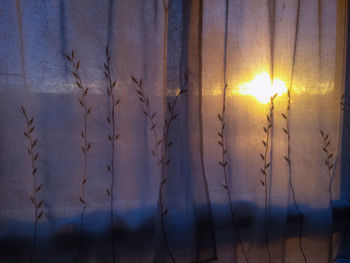 View of trees at sunset