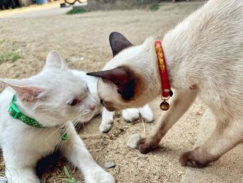 View of two dogs on street