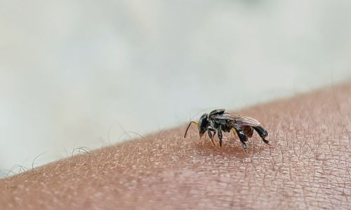 A small insect perched on a man's arm.