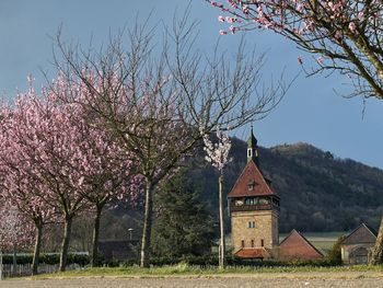 Cherry blossoms on field by building against sky