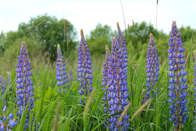 Close-up of purple flowering plants on field