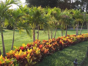 Scenic view of flowering plants by trees