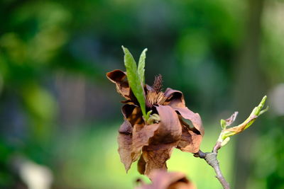 Close-up of flowering plant