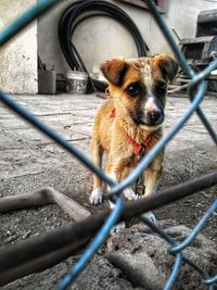 Portrait of dog seen through chainlink fence