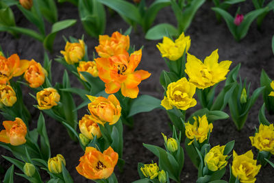 Close-up of yellow flowering plants