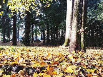 Autumn leaves in forest