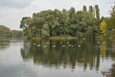 Reflection of trees in lake