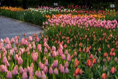 Close-up of purple flowering plants on field