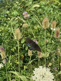 Butterfly pollinating on flower